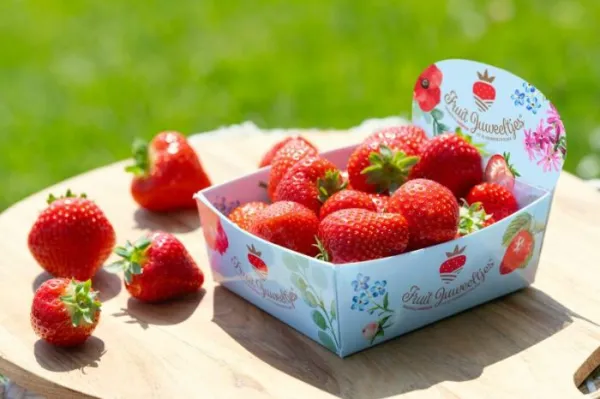 Hollandse aardbeien vers van het land seizoen 2025