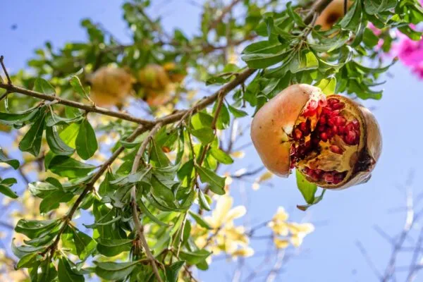 Granaatappelboom met rijpe granaatappels aan de tak, symbool voor The Growing Tree bij Streekvers