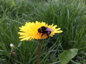 Streekvers een hommel op bloem emmeloord